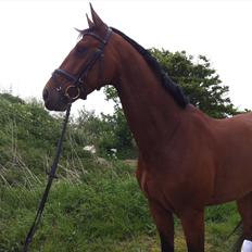 Dansk Varmblod Lance Adoa