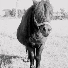 Shetlænder Vestergårdens Absalon-Ponyprins<3