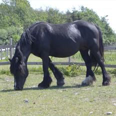 Irish Cob Black Irish Blackie