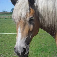 Haflinger Henrietta Ha 559 (Tykkeh)