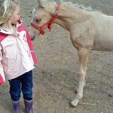 Welsh Partbred (Sec F) Donatella-Kick