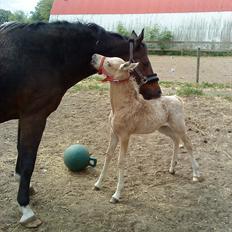 Welsh Partbred (Sec F) Donatella-Kick