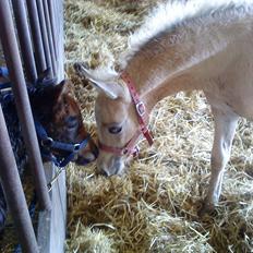 Welsh Partbred (Sec F) Donatella-Kick