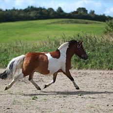 Anden særlig race Valde