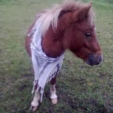 Shetlænder Winnetou