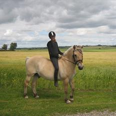 Fjordhest Lukas