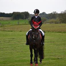 New Forest Fylla