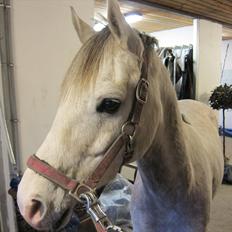 Arabisk fuldblod (OX) Thaliq Al-Bait ox