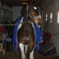 Pinto Lundhøjgårds Wizard (SOLGT)