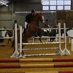 Dansk Varmblod La Marissa | Tidl. Lånehest..