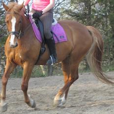 Frederiksborg Kandis 