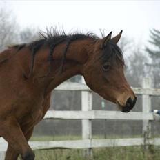 Arabisk fuldblod (OX) FE Shadiva