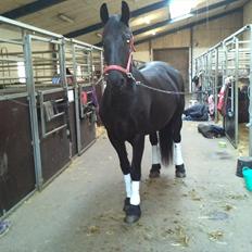 Frieser Jeltsje fra Sonderladegaard(Passer)