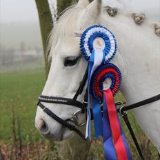 Anden særlig race Whisdom By Jazz [Søsters]