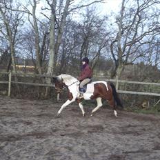 Pinto Østergårds Madeleine