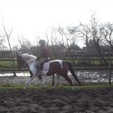 Pinto Østergårds Madeleine