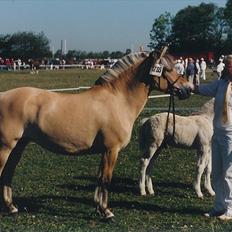 Fjordhest Fleurette