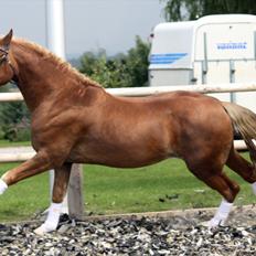 Welsh Pony af Cob-type (sec C) Fjordglimt Mr. George