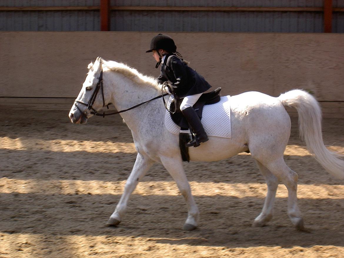 Anden særlig race † Fillur † *Alting* <3 - Vores første stævne sammen, jeg var så stolt af dig. Et klap på din dejlige bløde hals, er alt jeg behøves, men det er det der aldrig kommer til at ske. I miss you fille:'( billede 20