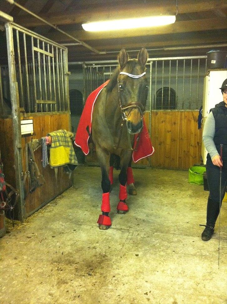 Dansk Varmblod Fuglesangsgårds domain - Mis, med sit nye sæt :-) billede 18