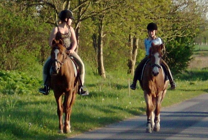 New Forest Rasmus           AFLIVET - på tur med Thea og snicker! Fredag aften. Det mest uhyggelige var thea døde om søndagen!!! Håber i har det godt begge to!<3 i er savnet her på jorden:') billede 20