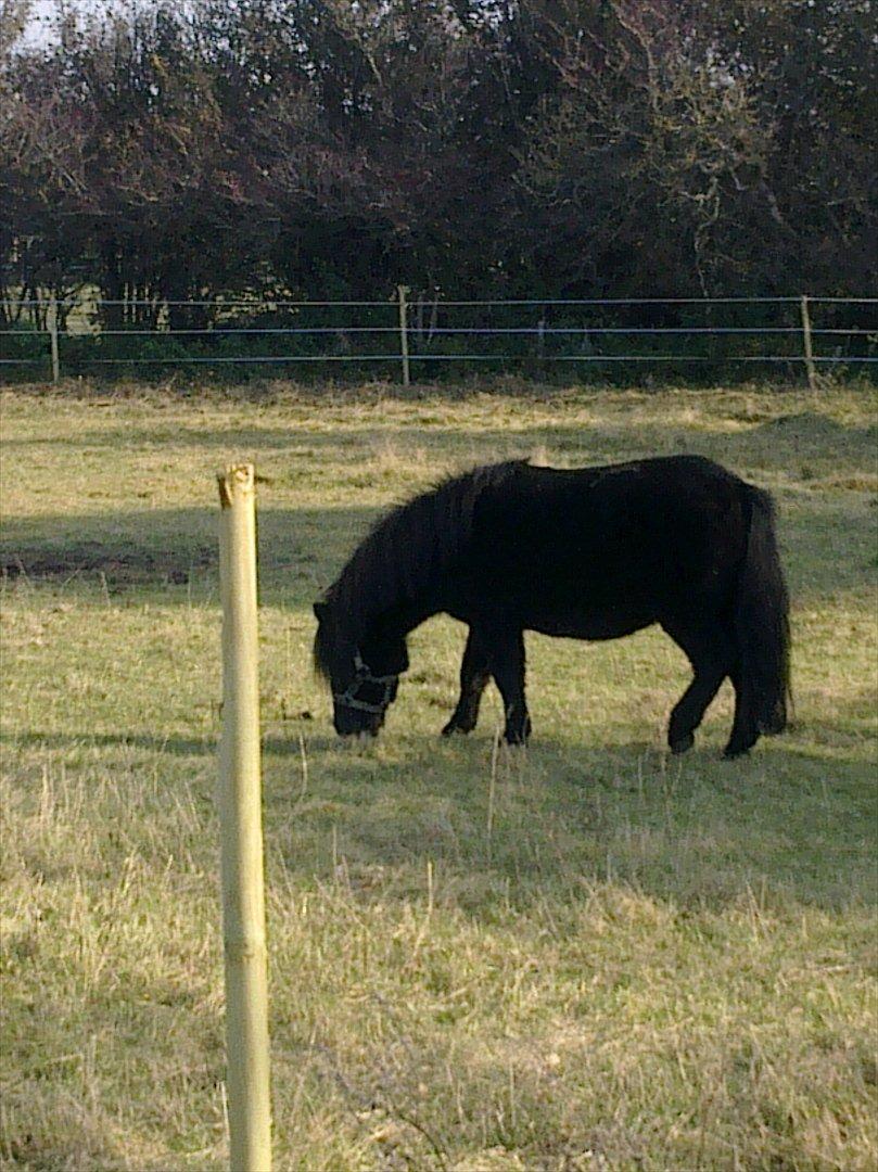 Shetlænder mosbækminde jankie solgt billede 10