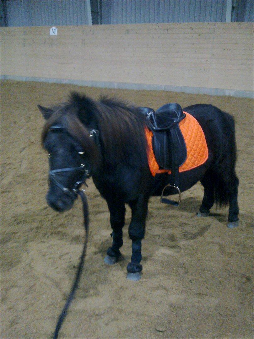 Shetlænder mosbækminde jankie solgt billede 11