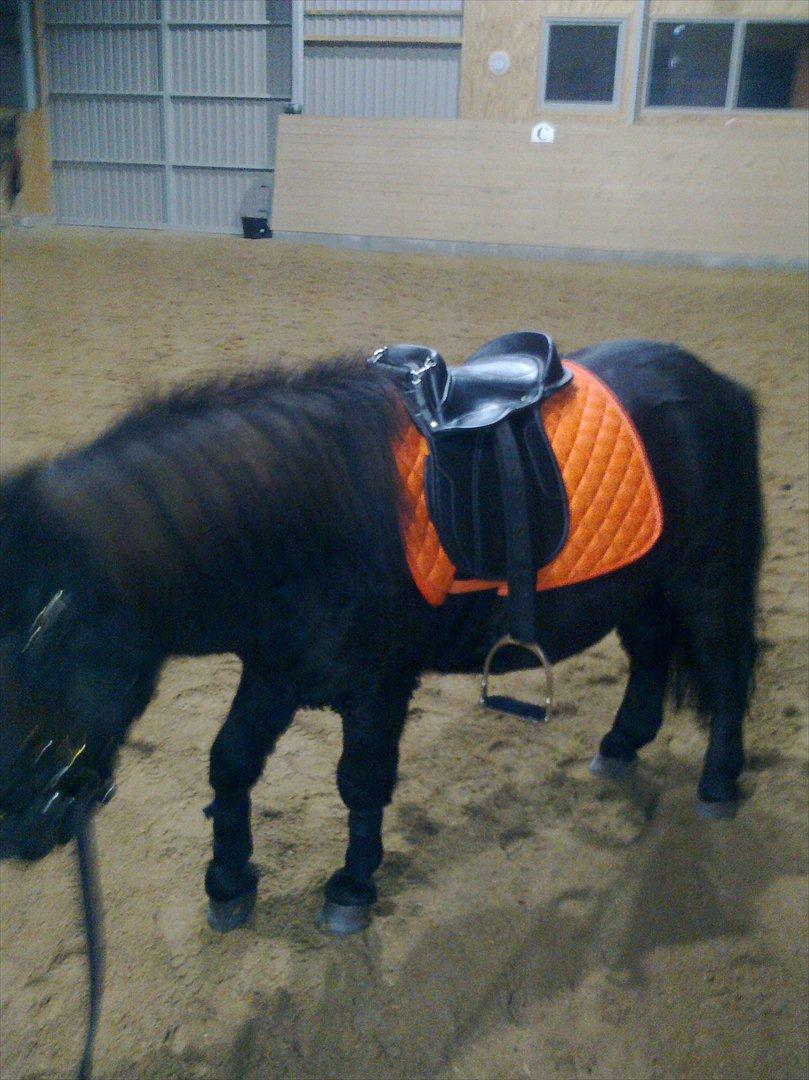 Shetlænder mosbækminde jankie solgt billede 12