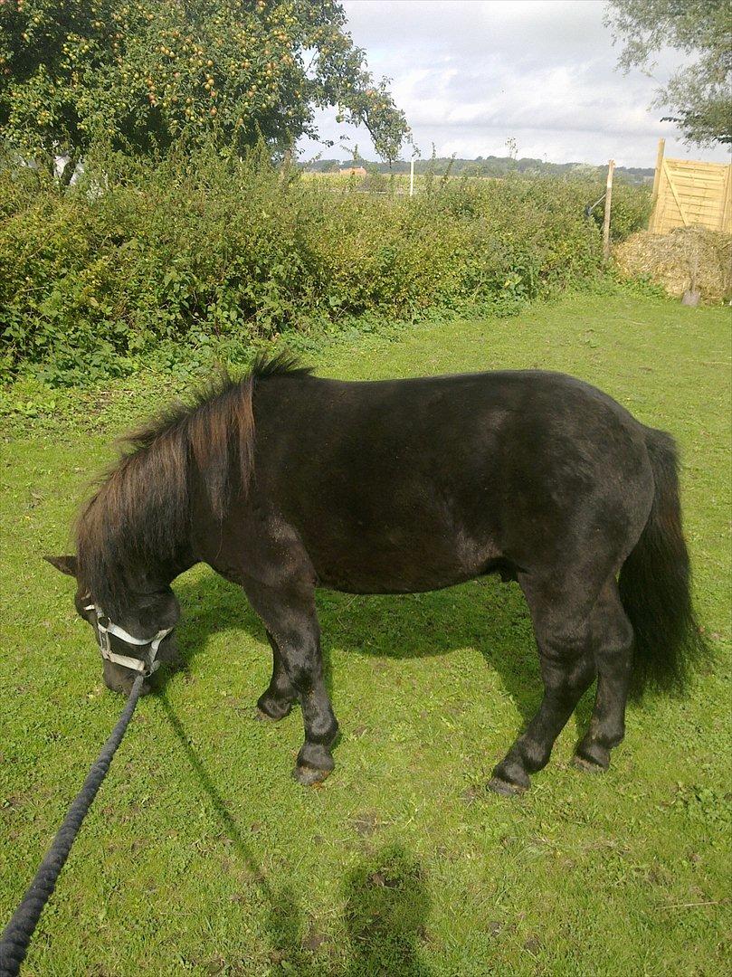 Shetlænder mosbækminde jankie solgt billede 13