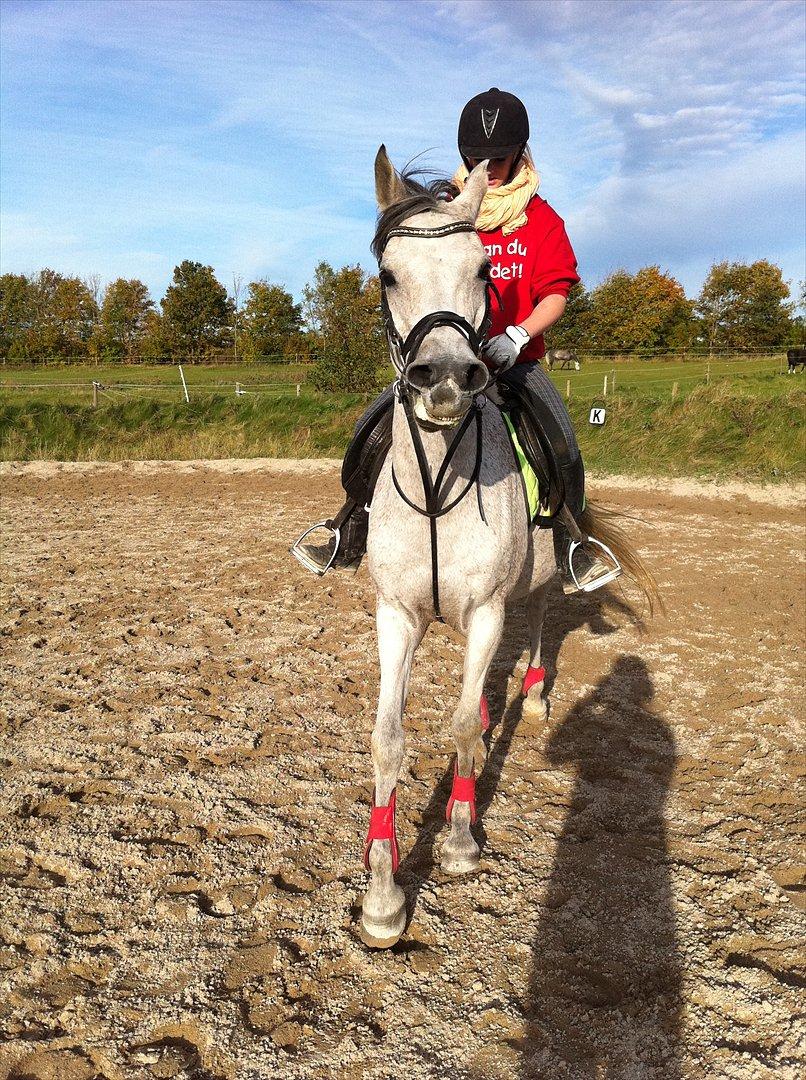 Arabisk fuldblod (OX) ~ | ~ FA. Queenie OX ~ | ~ (PRINSESSEN) - Søøøøøde:* billede 12