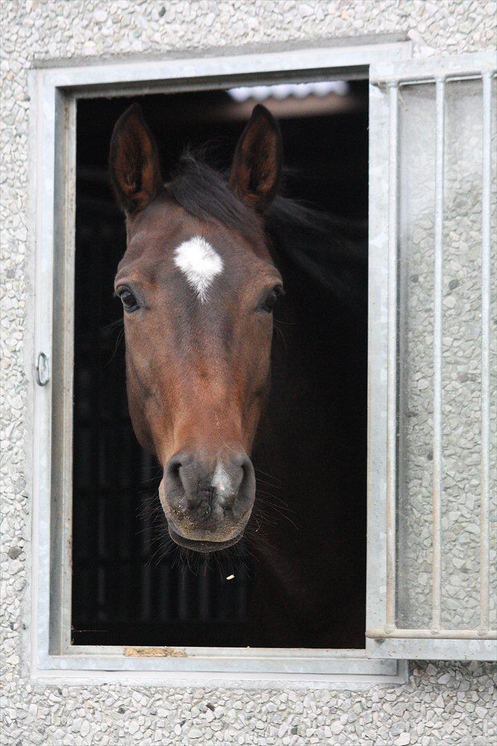 Dansk Varmblod Vesterdams Weltsia billede 1