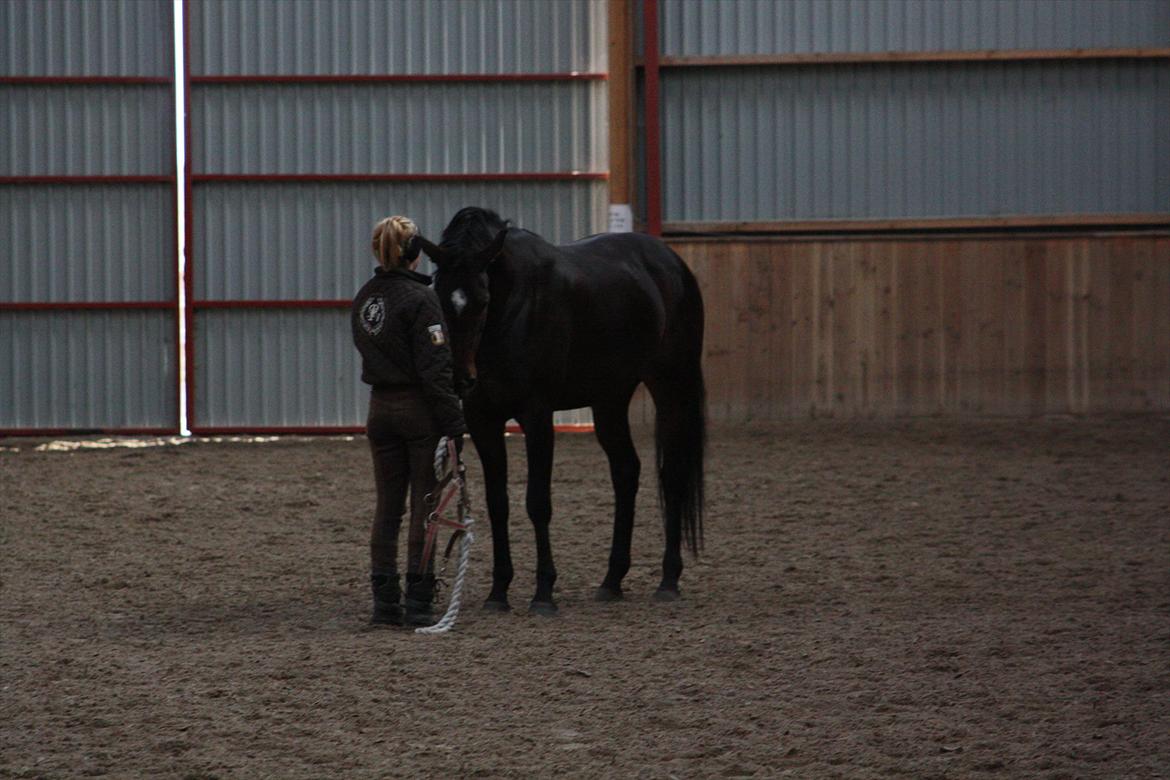 Dansk Varmblod Vesterdams Weltsia billede 7
