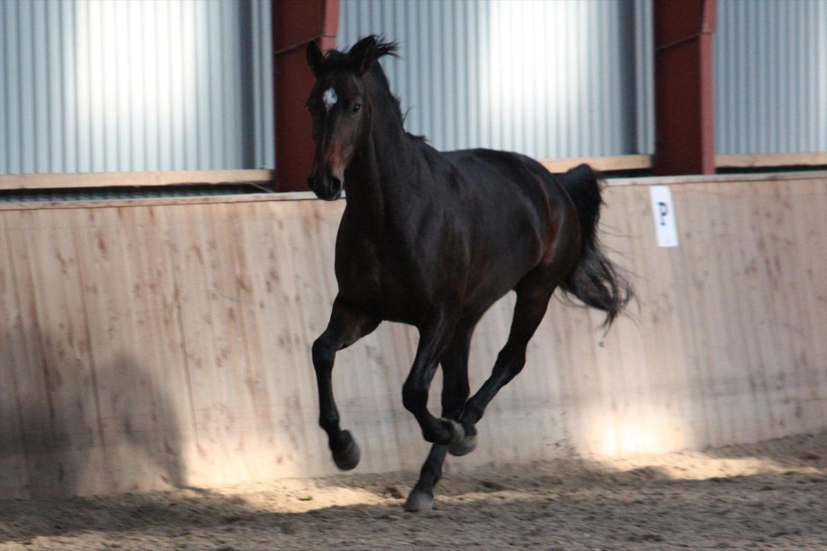 Dansk Varmblod Vesterdams Weltsia billede 9