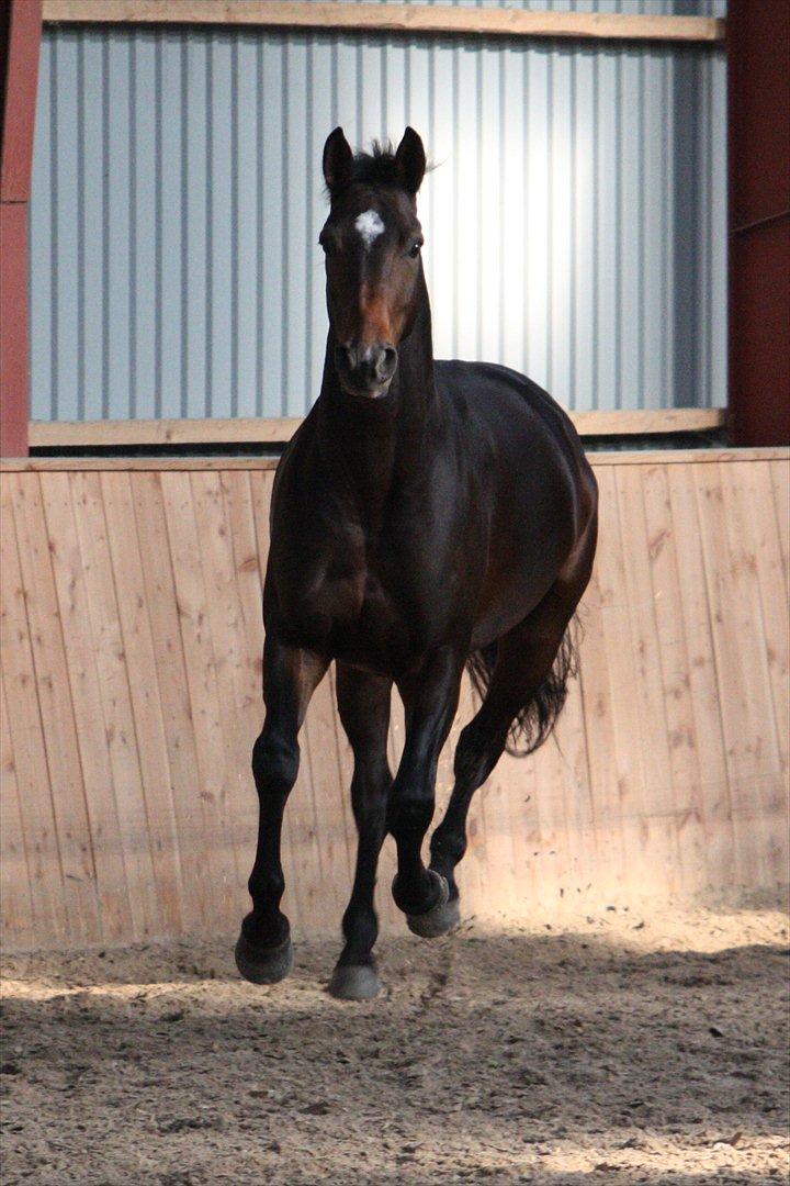 Dansk Varmblod Vesterdams Weltsia billede 10
