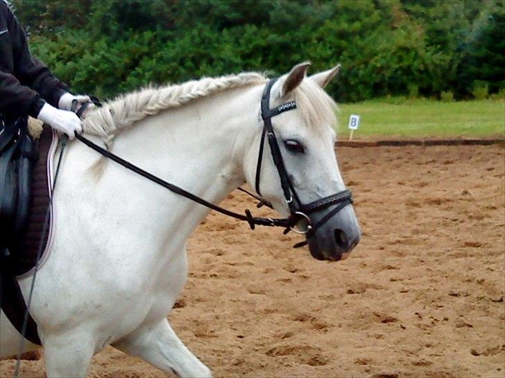 Connemara Moon Leight - Til stævne <3 billede 13