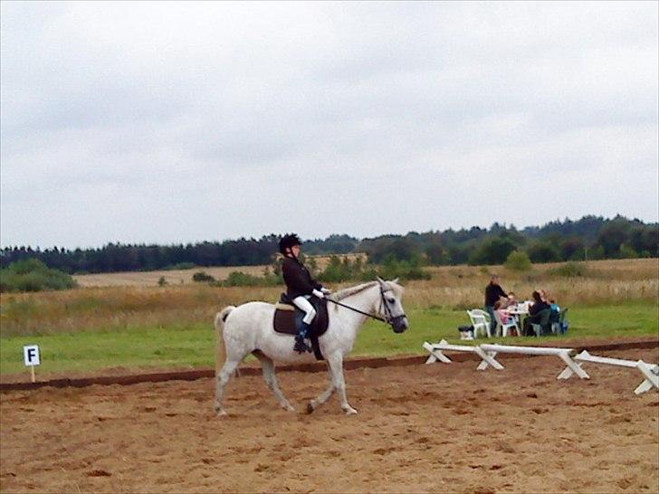 Connemara Moon Leight - Til stævne <3 billede 18