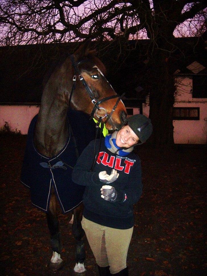 Dansk Varmblod Duelundgårds McKinney billede 2