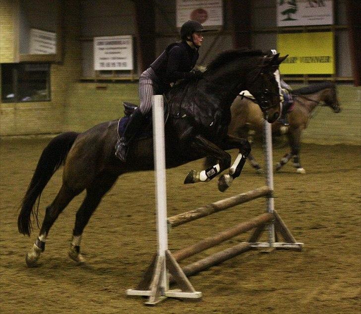 Dansk Varmblod Duelundgårds McKinney - På dalum igen.. billede 5