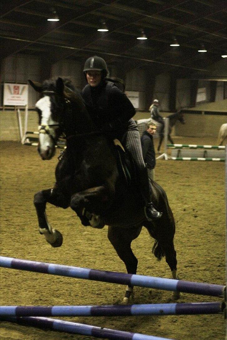 Dansk Varmblod Duelundgårds McKinney billede 7