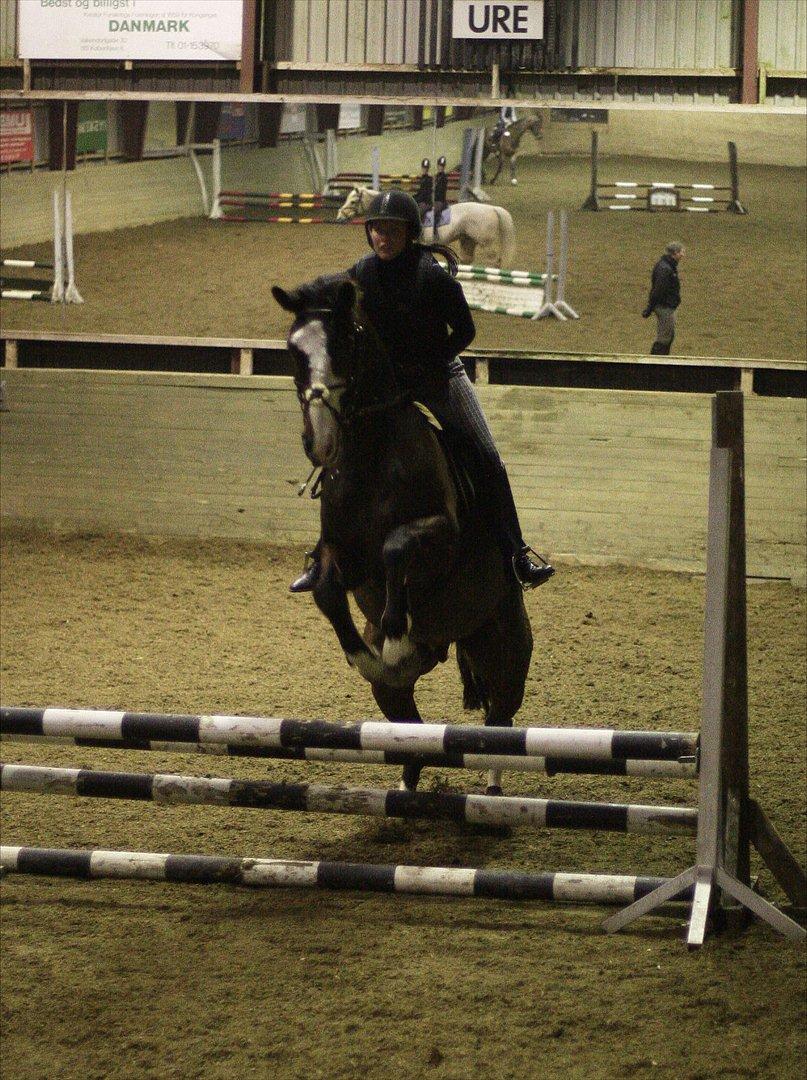 Dansk Varmblod Duelundgårds McKinney billede 8