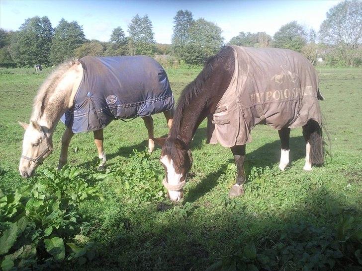 Dansk Varmblod Duelundgårds McKinney billede 9