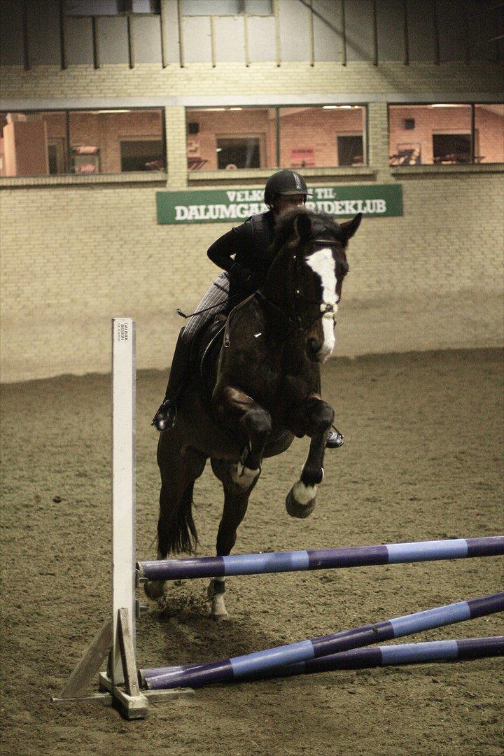 Dansk Varmblod Duelundgårds McKinney billede 10