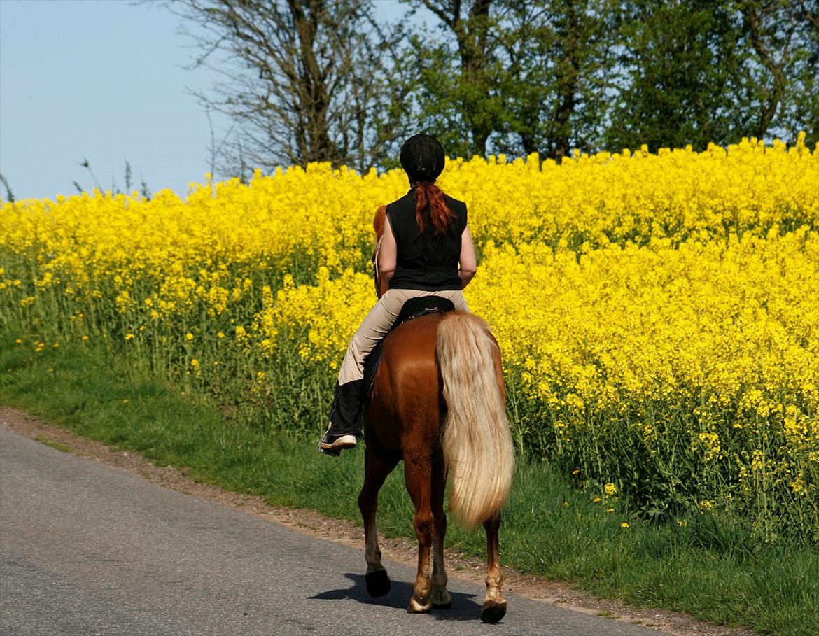 Tennessee Walker | I'm Gold and Dangerous billede 4