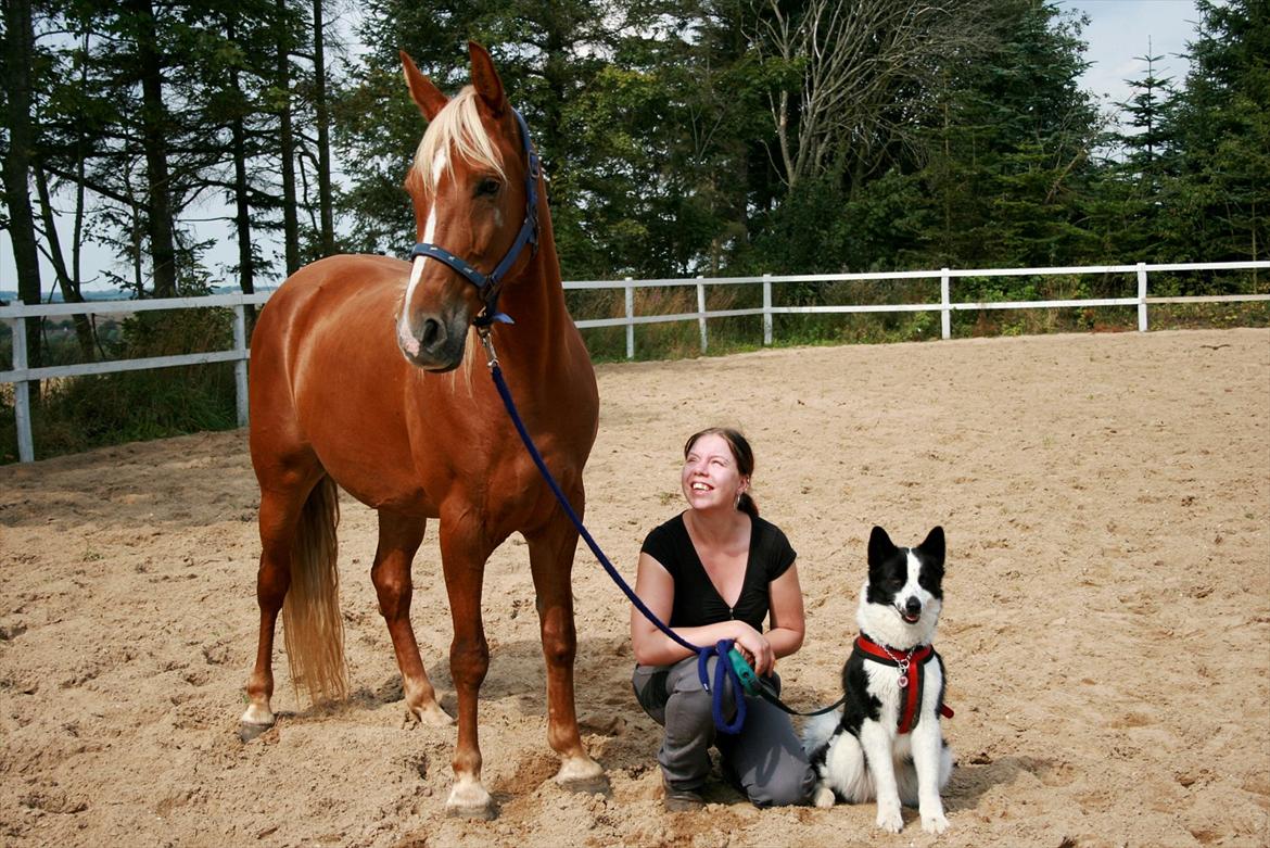 Tennessee Walker | I'm Gold and Dangerous billede 10