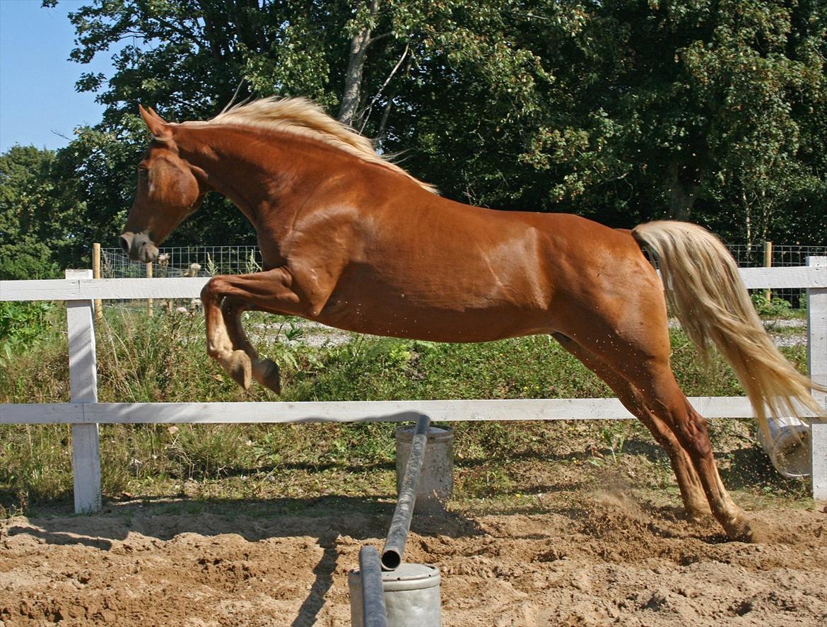 Tennessee Walker | I'm Gold and Dangerous billede 11