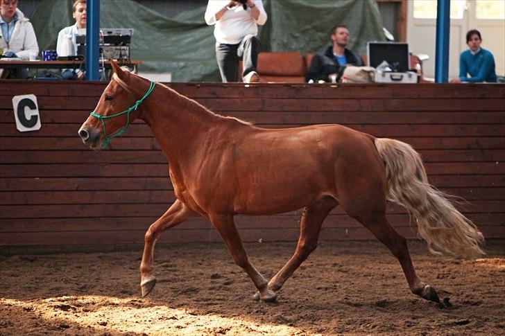 Tennessee Walker | I'm Gold and Dangerous billede 12