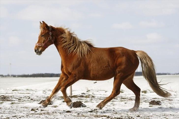 Tennessee Walker | I'm Gold and Dangerous billede 15