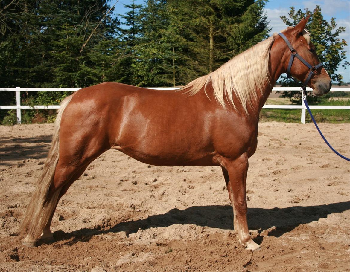 Tennessee Walker | I'm Gold and Dangerous billede 17