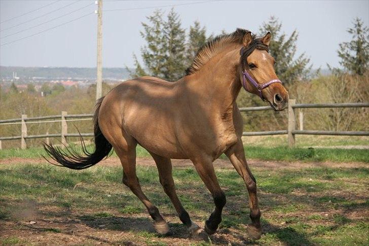 Anden særlig race Luna  - For mig er du er alt

Hvad er jeg for dig?

Mærker du mit hjerte

Ser du mig?

Jeg elsker dig <3

 billede 10