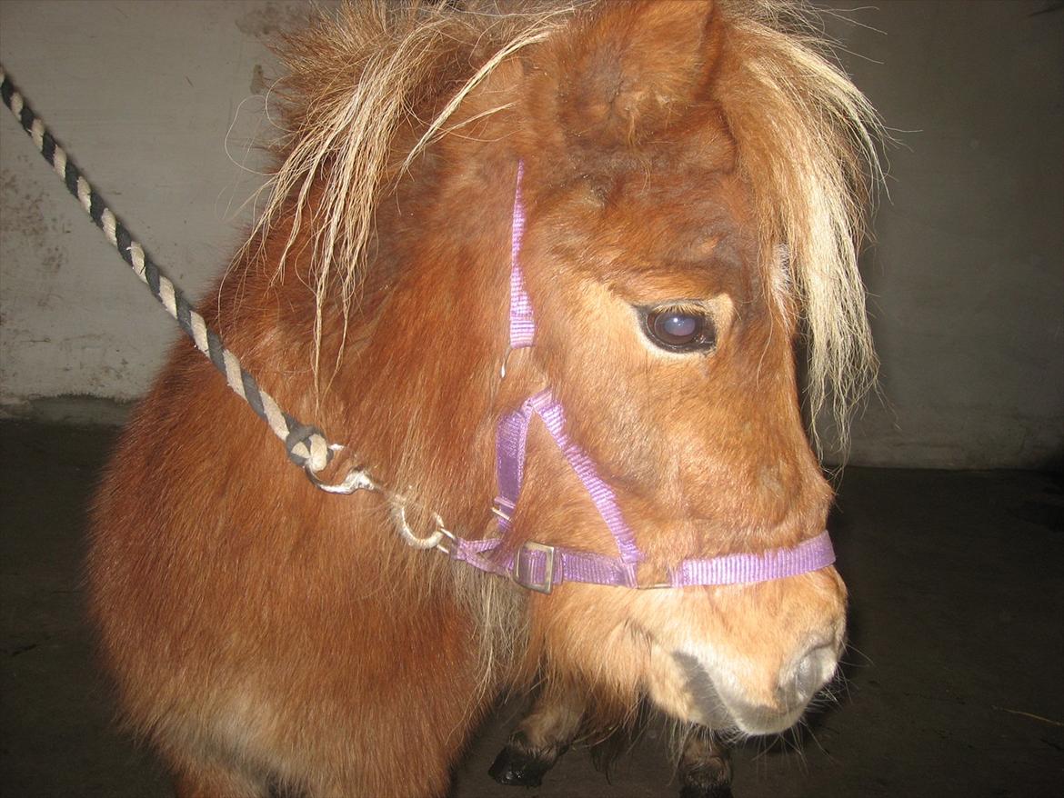 Miniature Serafina - Kønne hoved<3 billede 2